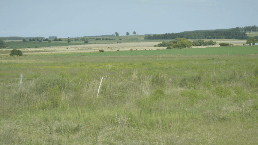 Campo en Florida