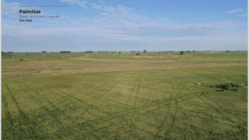 Campo en Soriano